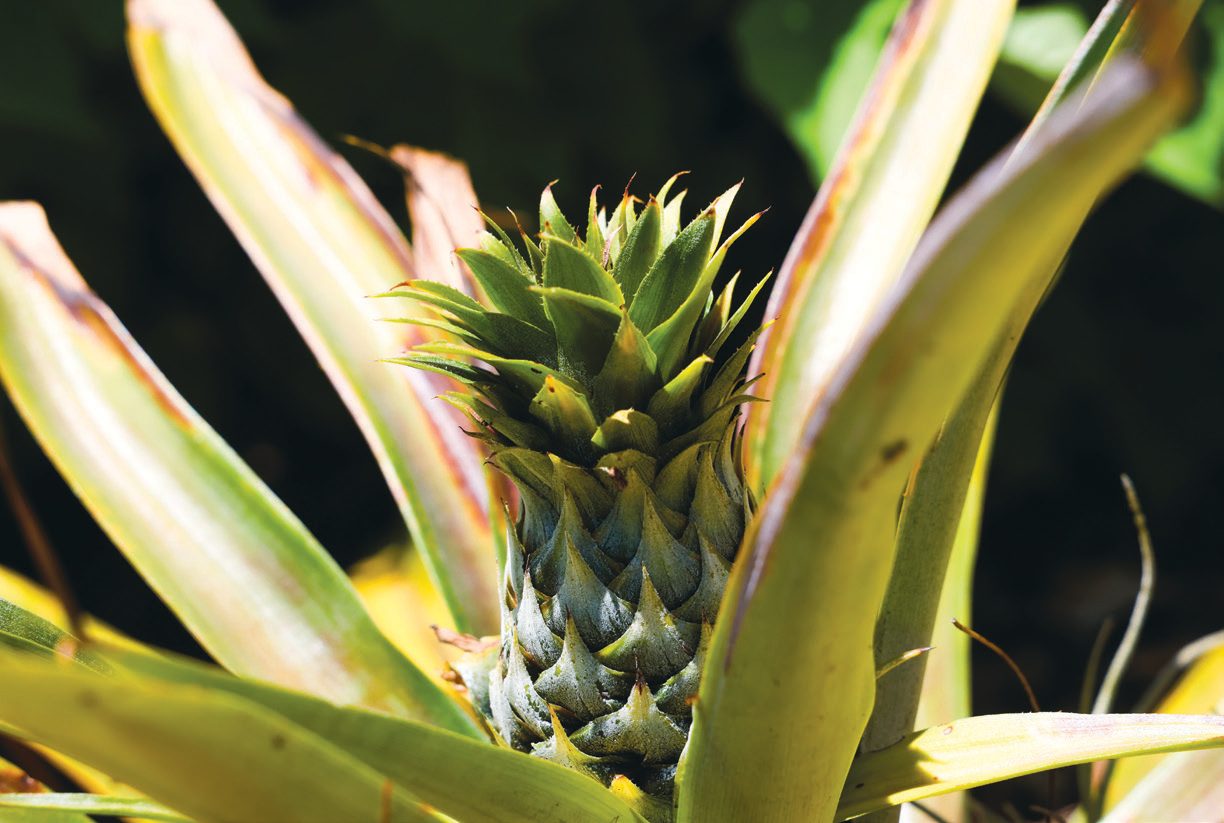 Close-up of a young pineapple growing on a plant.