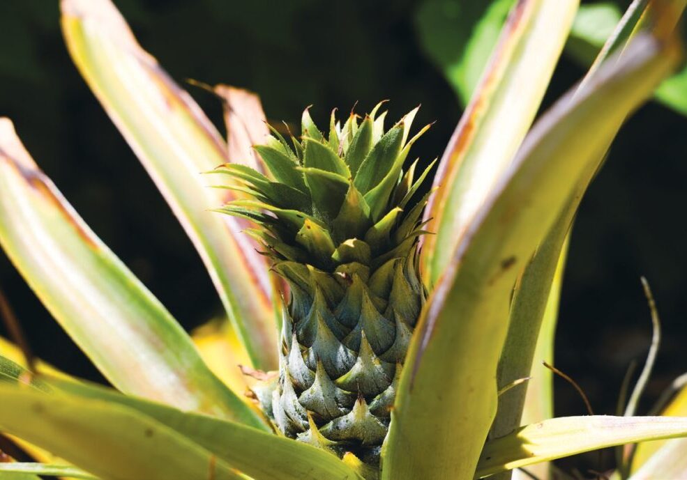 Close-up of a young pineapple growing on a plant.
